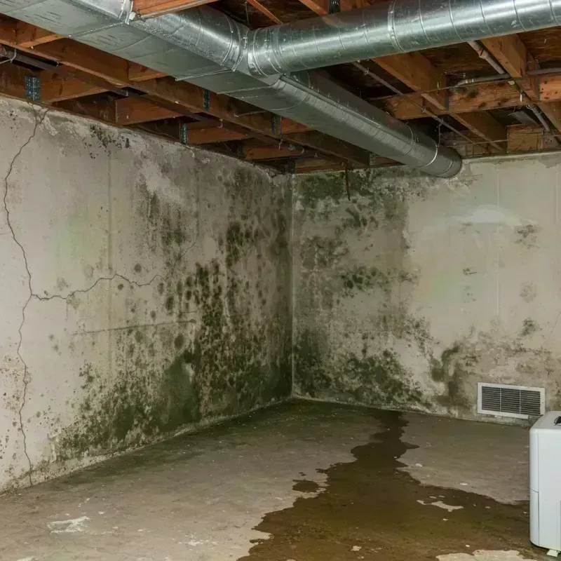 Professional Mold Removal in Shelby County, IL